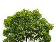 Trồng cây trên đất lấy từ Mặt trăng